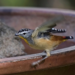 Pardalotus punctatus at Melba, ACT - 25 Mar 2024