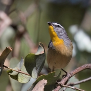 Pardalotus punctatus at Melba, ACT - 25 Mar 2024