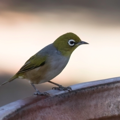 Zosterops lateralis (Silvereye) at Melba, ACT - 25 Mar 2024 by kasiaaus