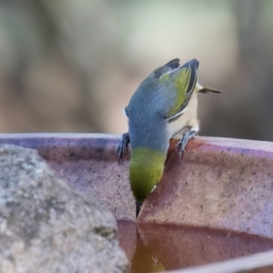 Zosterops lateralis at Melba, ACT - 25 Mar 2024