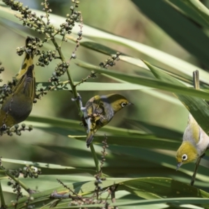 Zosterops lateralis at Melba, ACT - 25 Mar 2024