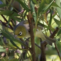 Zosterops lateralis at Melba, ACT - 25 Mar 2024