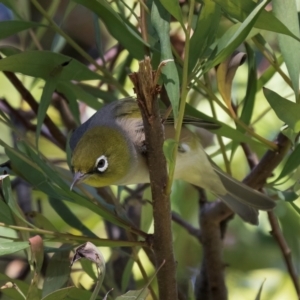 Zosterops lateralis at Melba, ACT - 25 Mar 2024