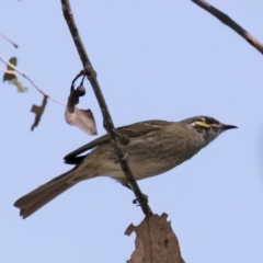 Caligavis chrysops (Yellow-faced Honeyeater) at Melba, ACT - 24 Mar 2024 by kasiaaus