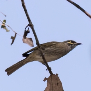 Caligavis chrysops at Melba, ACT - 25 Mar 2024