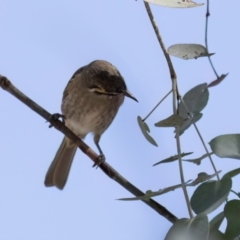 Caligavis chrysops at Melba, ACT - 25 Mar 2024