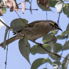 Caligavis chrysops at Melba, ACT - 25 Mar 2024