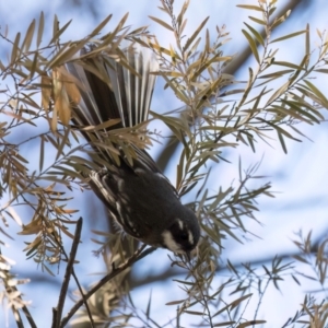 Rhipidura albiscapa at Melba, ACT - 25 Mar 2024 10:50 AM