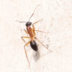 Camponotus consobrinus (Banded sugar ant) at Bruce Ridge - 21 Mar 2024 by ConBoekel