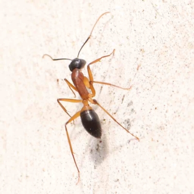 Camponotus consobrinus (Banded sugar ant) at O'Connor, ACT - 21 Mar 2024 by ConBoekel