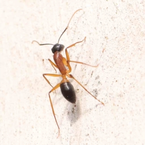 Camponotus consobrinus at Bruce Ridge - 22 Mar 2024