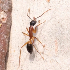 Camponotus consobrinus at Bruce Ridge - 22 Mar 2024