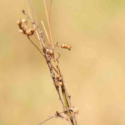 Juncus sp. (A Rush) at O'Connor, ACT - 22 Mar 2024 by ConBoekel