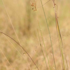 Juncus (genus) at Bruce Ridge - 22 Mar 2024 11:37 AM