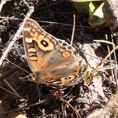 Junonia villida (Meadow Argus) at Bruce Ridge - 21 Mar 2024 by ConBoekel