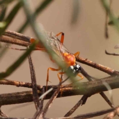 Stiromesostenus sp. (genus) (An ichneumon wasp) at O'Connor, ACT - 22 Mar 2024 by ConBoekel