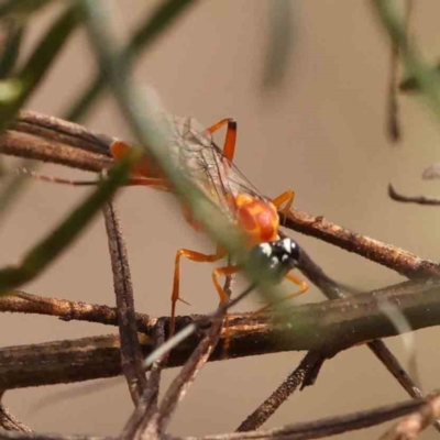 Stiromesostenus sp. (genus) (An ichneumon wasp) at Bruce Ridge - 22 Mar 2024 by ConBoekel