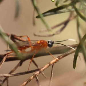 Stiromesostenus sp. (genus) at Bruce Ridge - 22 Mar 2024