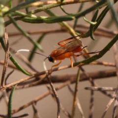 Stiromesostenus sp. (genus) at Bruce Ridge - 22 Mar 2024