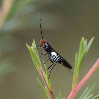 Callibracon capitator (White Flank Black Braconid Wasp) at O'Connor, ACT - 21 Mar 2024 by ConBoekel
