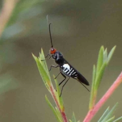 Unidentified Wasp (Hymenoptera, Apocrita) at Bruce Ridge - 21 Mar 2024 by ConBoekel