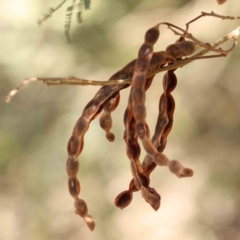 Acacia mearnsii (Black Wattle) at Bruce Ridge - 22 Mar 2024 by ConBoekel