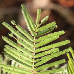 Acacia mearnsii at Bruce Ridge - 22 Mar 2024 10:43 AM