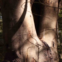 Acacia mearnsii at Bruce Ridge - 22 Mar 2024