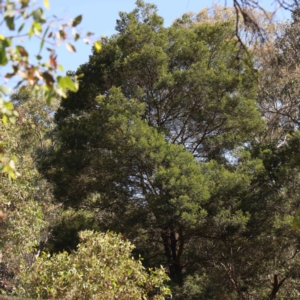 Acacia mearnsii at Bruce Ridge - 22 Mar 2024 10:43 AM