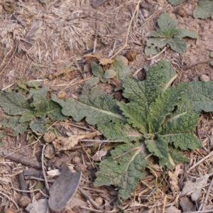 Salvia verbenaca var. verbenaca at Bruce Ridge - 22 Mar 2024