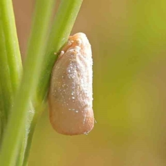 Anzora unicolor (Grey Planthopper) at O'Connor, ACT - 21 Mar 2024 by ConBoekel