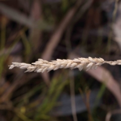 Holcus lanatus (Yorkshire Fog) at Bruce Ridge - 21 Mar 2024 by ConBoekel