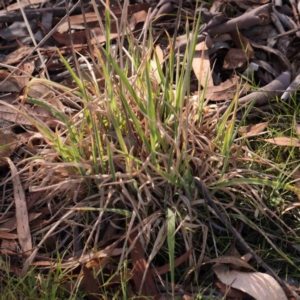 Holcus lanatus at Bruce Ridge - 21 Mar 2024