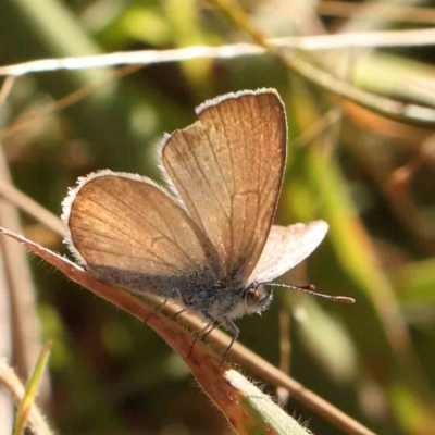Zizina otis (Common Grass-Blue) at O'Connor, ACT - 21 Mar 2024 by ConBoekel