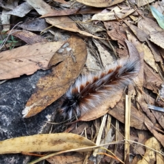 Anthela varia (Hairy Mary) at Black Mountain - 26 Mar 2024 by Csteele4