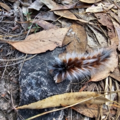 Anthela varia at Black Mountain - 26 Mar 2024 10:42 AM