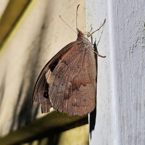 Heteronympha merope at QPRC LGA - 25 Mar 2024 05:28 PM