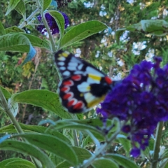 Delias aganippe (Spotted Jezebel) at Braidwood, NSW - 25 Mar 2024 by MatthewFrawley