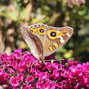 Junonia villida at QPRC LGA - 26 Mar 2024 11:41 AM