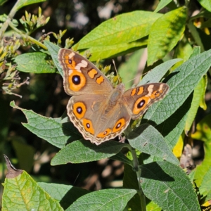 Junonia villida at QPRC LGA - 26 Mar 2024 11:41 AM