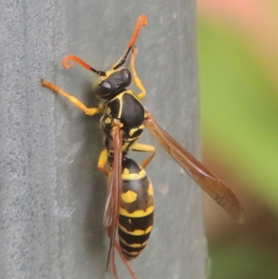 Polistes (Polistes) chinensis (Asian paper wasp) at Conder, ACT - 25 Mar 2024 by MichaelBedingfield