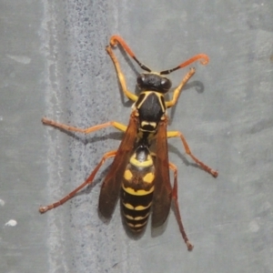 Polistes (Polistes) chinensis at Pollinator-friendly garden Conder - 25 Mar 2024 12:50 PM