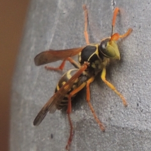 Polistes (Polistes) chinensis at Pollinator-friendly garden Conder - 25 Mar 2024