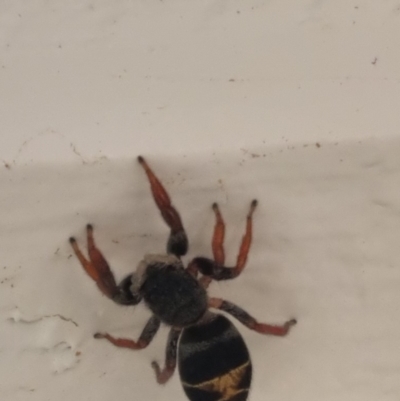 Apricia jovialis (Jovial jumping spider) at Bungendore, NSW - 25 Mar 2024 by clarehoneydove