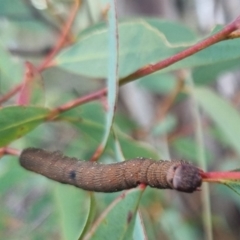 Geometridae (family) IMMATURE (Unidentified IMMATURE Geometer moths) at Bungendore, NSW - 25 Mar 2024 by clarehoneydove