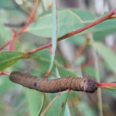 Geometridae (family) IMMATURE (Unidentified IMMATURE Geometer moths) at QPRC LGA - 25 Mar 2024 by clarehoneydove