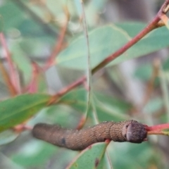 Geometridae (family) IMMATURE at QPRC LGA - 25 Mar 2024