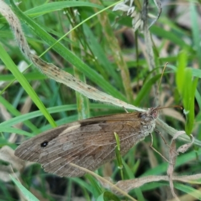 Heteronympha merope (Common Brown Butterfly) at Bungendore, NSW - 25 Mar 2024 by clarehoneydove