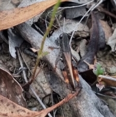 Phaulacridium vittatum (Wingless Grasshopper) at QPRC LGA - 25 Mar 2024 by clarehoneydove