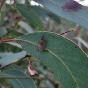 Brunotartessus fulvus at QPRC LGA - 25 Mar 2024